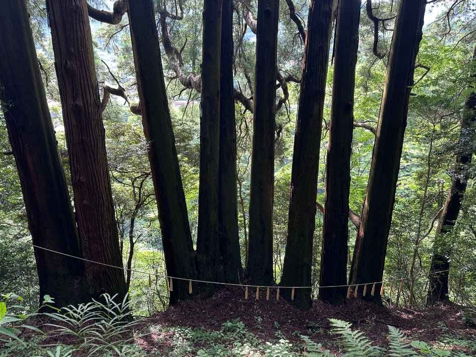 天岩戸神社東本宮の七本杉