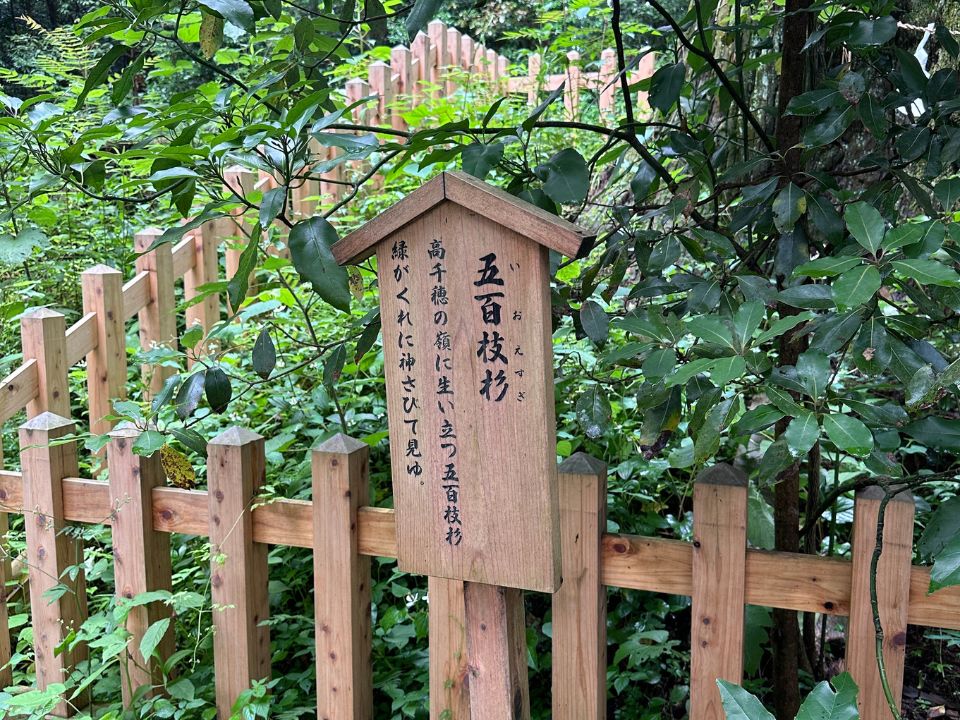 幣立神宮の五百年杉
