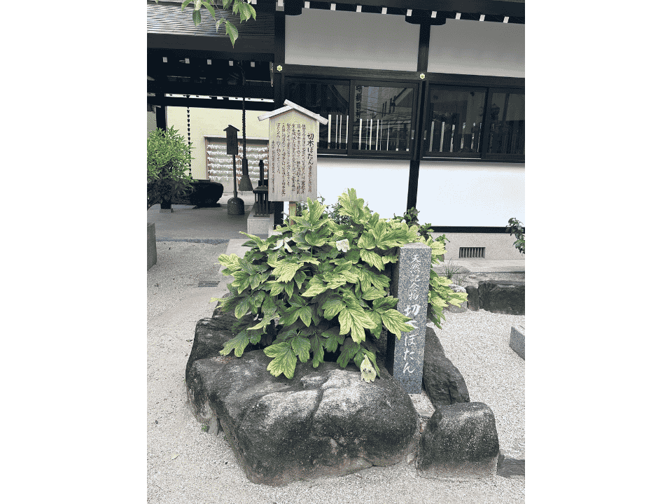 福岡博多の櫛田神社の切木ぼたん