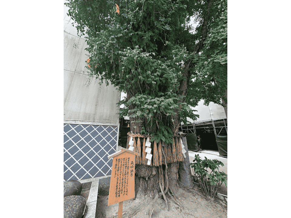 福岡博多の櫛田神社の夫婦銀杏